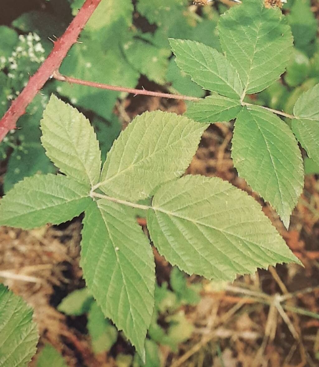 Rubus cuspidatus — houseplant care guide