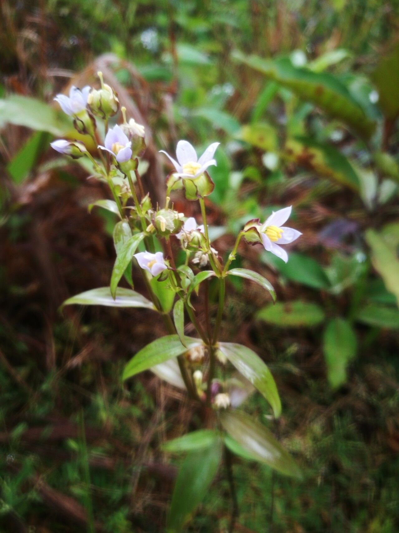 Exacum quinquenervium flower