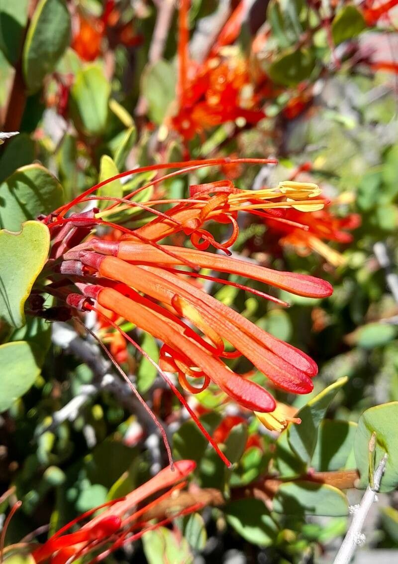 Tristerix verticillatus flower