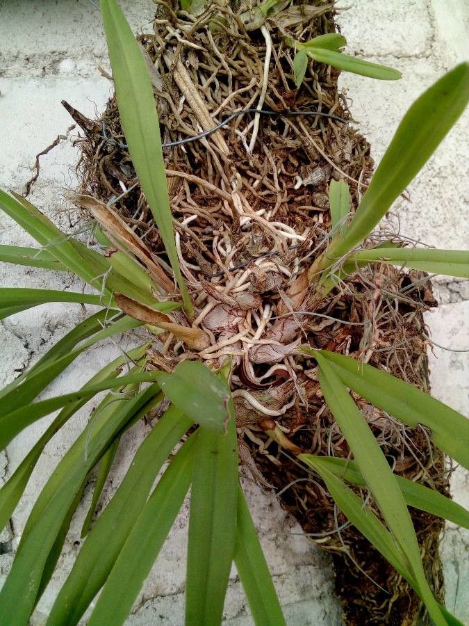 Trigonidium egertonianum bark