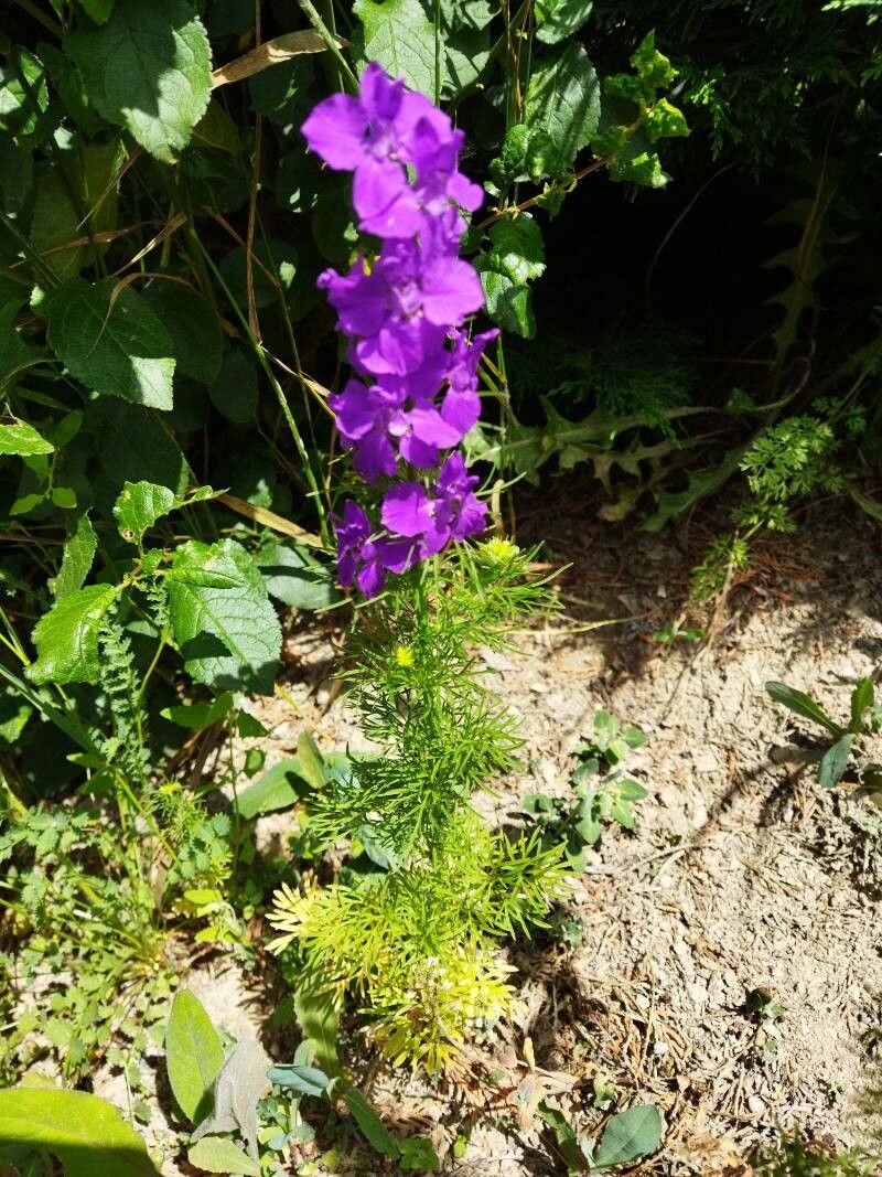 Delphinium orientale habit