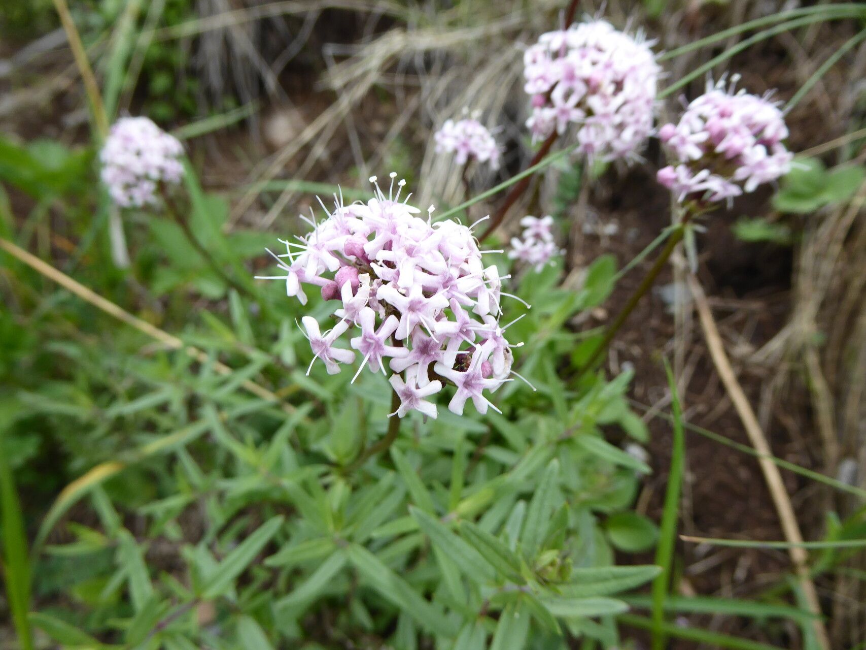 Valeriana fedtschenkoi — search result for 'Valeriana'
