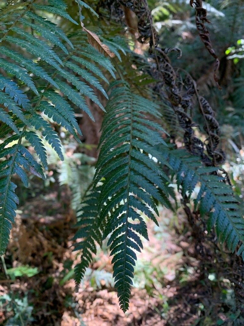 Cyathea phalerata — houseplant care guide