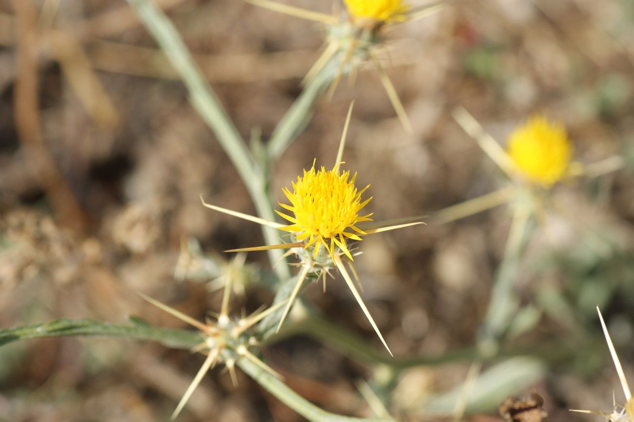 Centaurea solstitialis flower