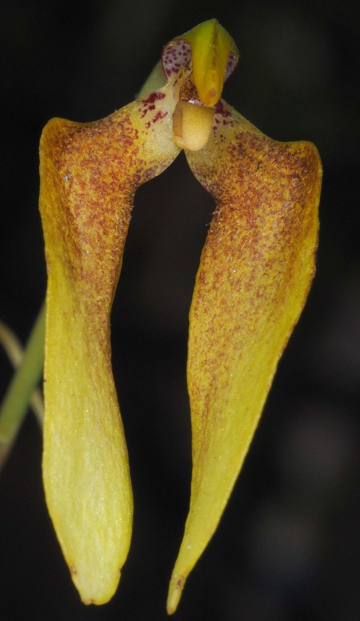 Bulbophyllum baladeanum — houseplant care guide