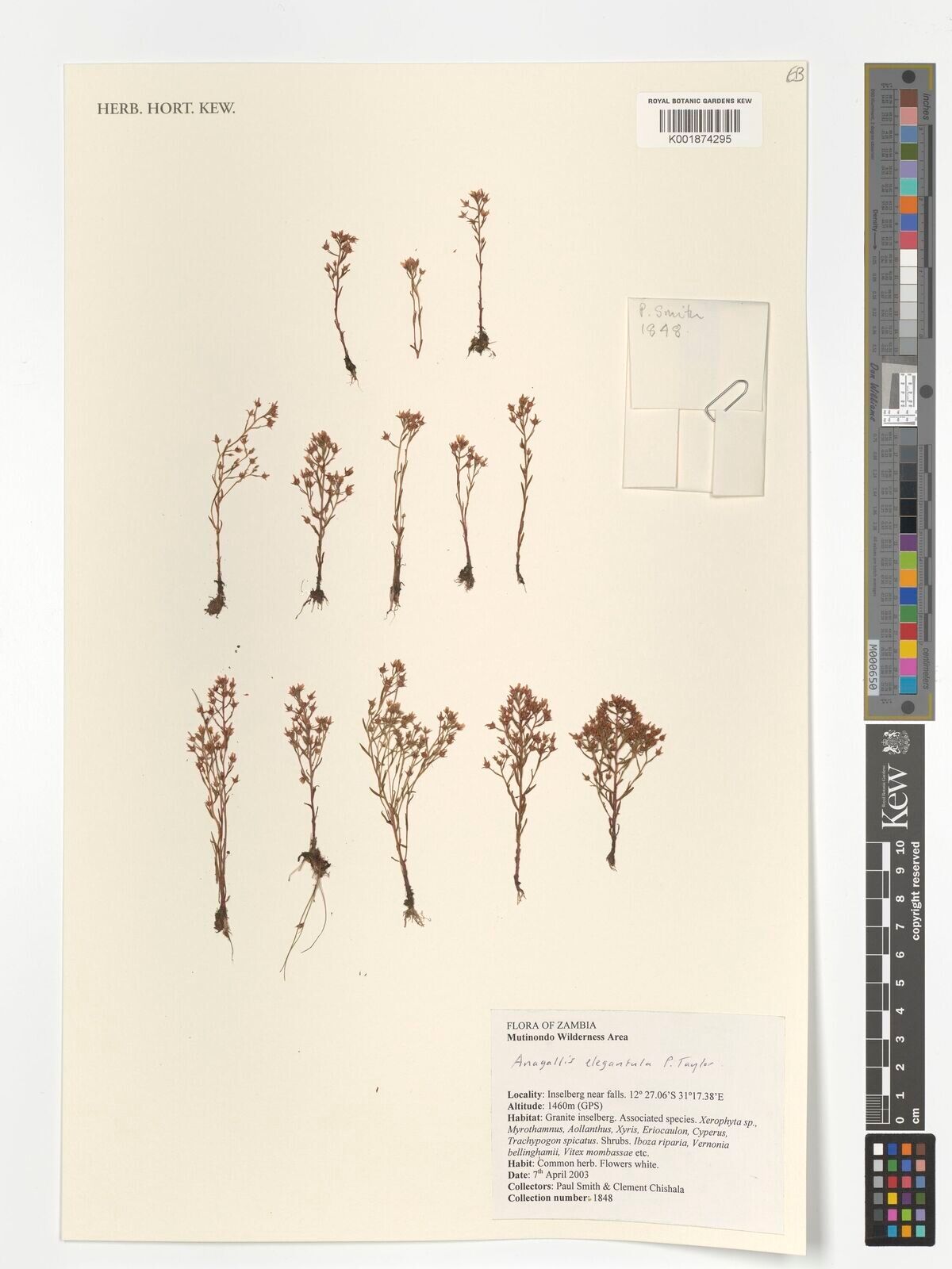 Lysimachia elegantula — search result for 'Lysimachia'