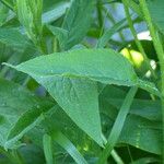 Symphytum officinale