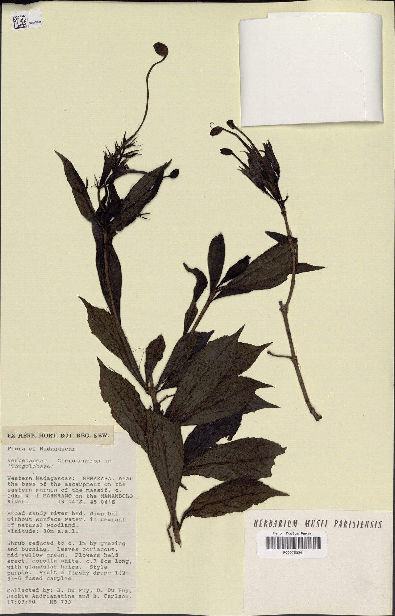 Rotheca mirabilis — search result for 'Mirabilis'