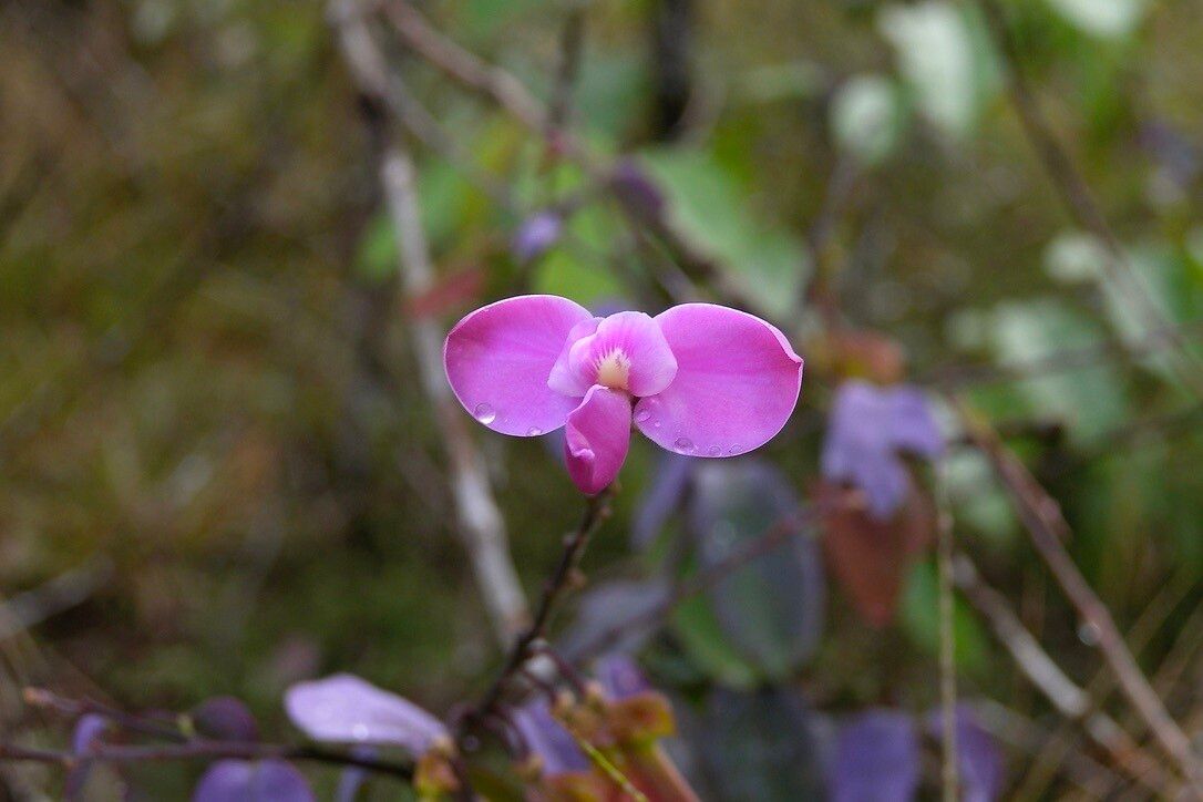 Securidaca retusa flower