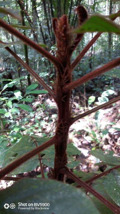 Tachigali guianensis — houseplant care guide