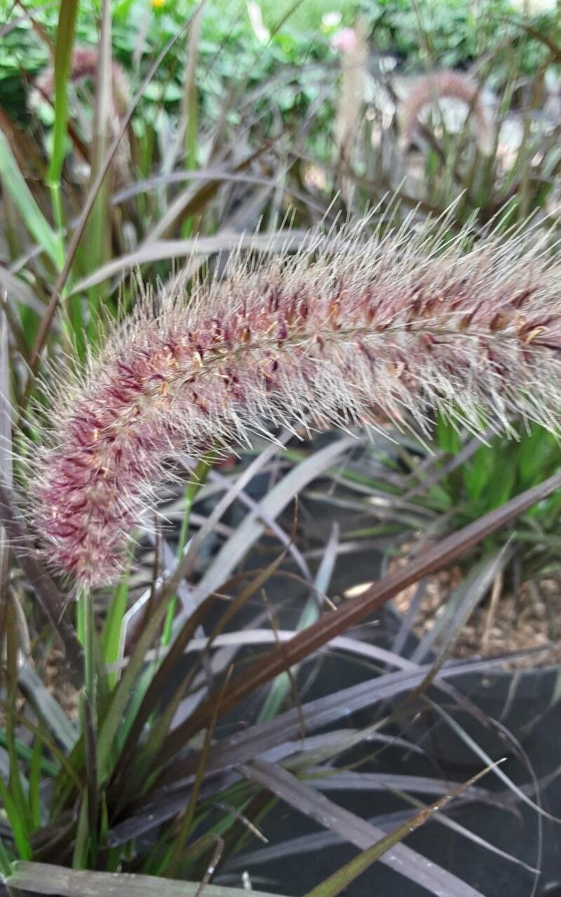 Cenchrus × cupreus flower