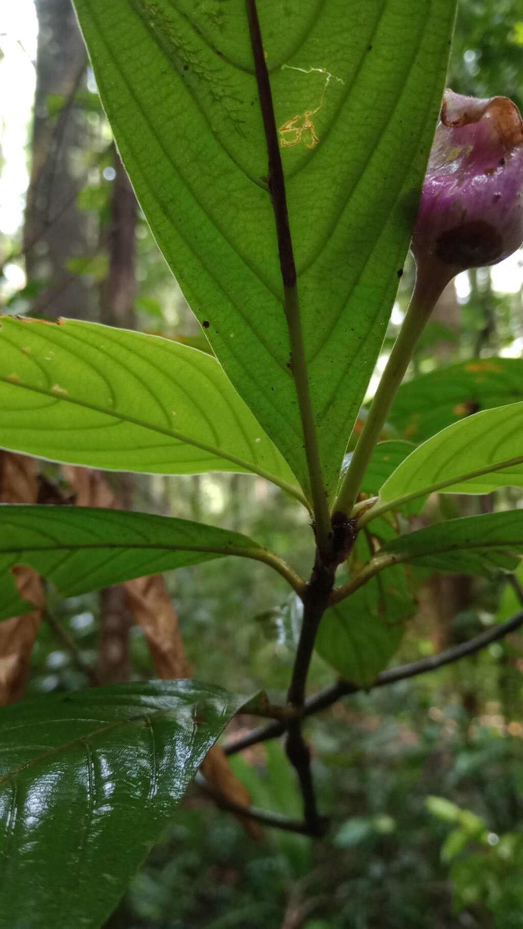 Palicourea urceolata — houseplant care guide