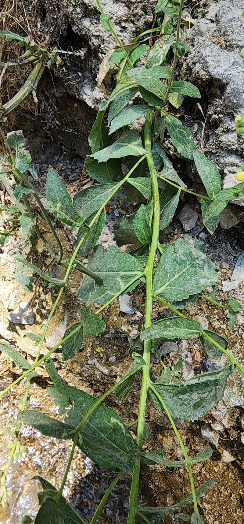 Verbascum cheiranthifolium leaf