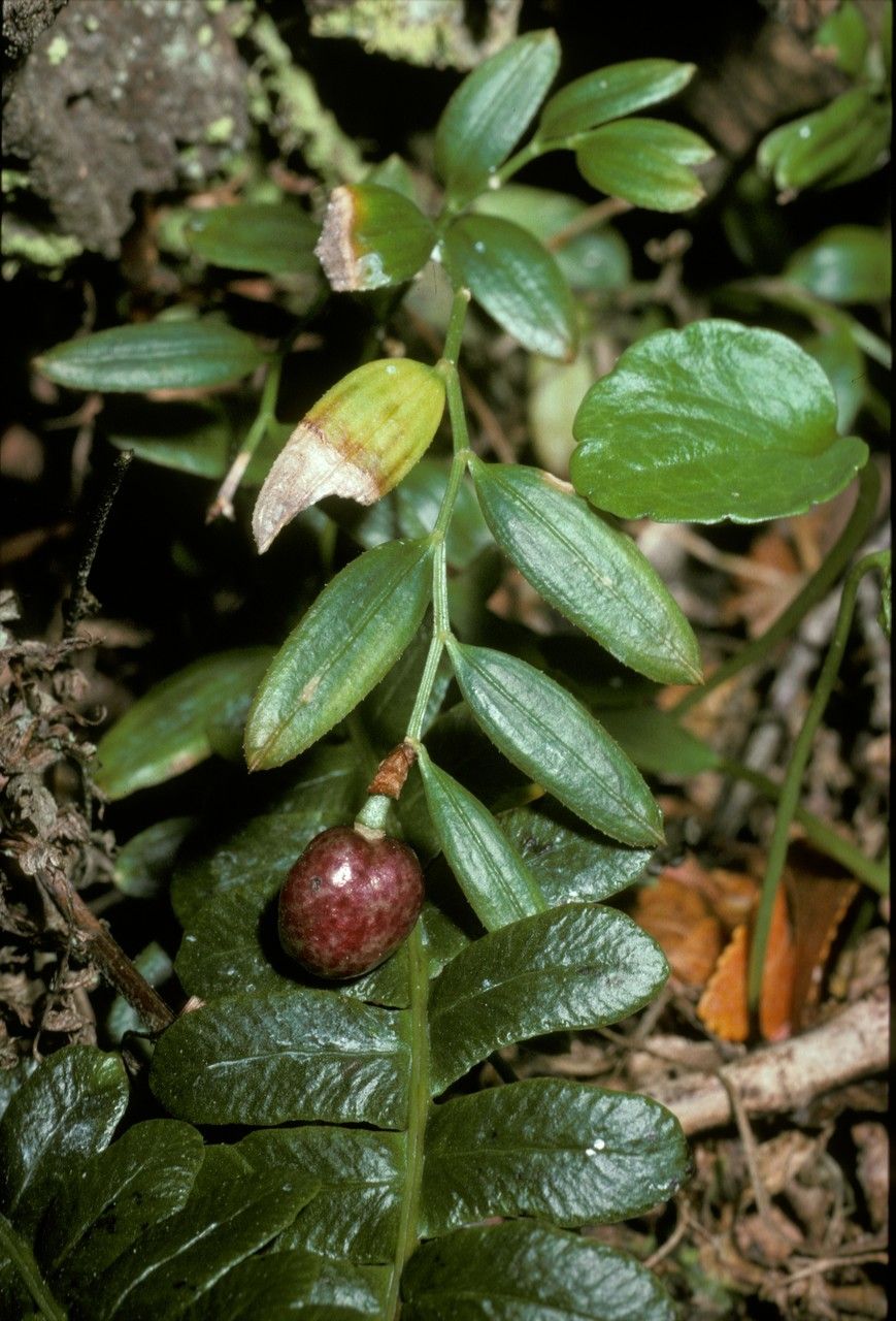 Luzuriaga marginata — related species from the same genus