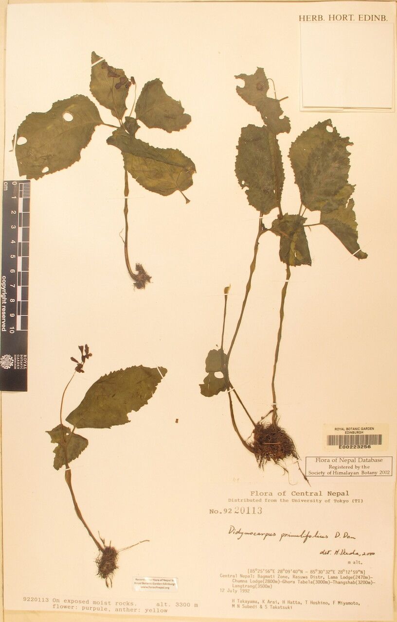 Didymocarpus podocarpus other