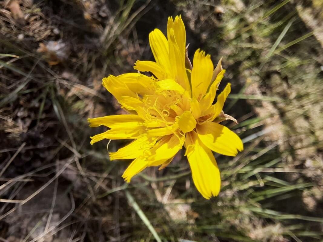 Scorzonera hirsuta flower