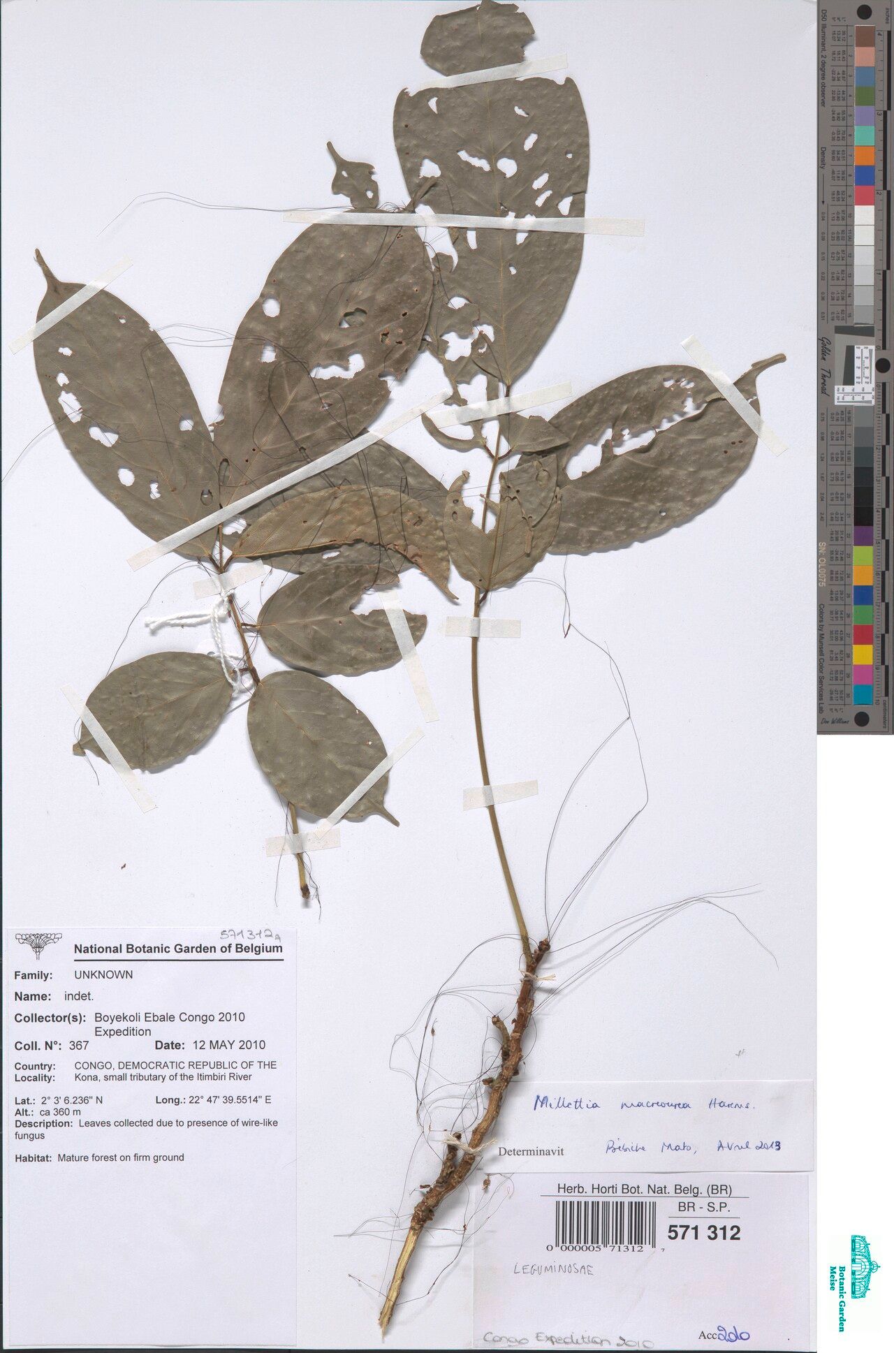 Millettia macroura — houseplant care guide