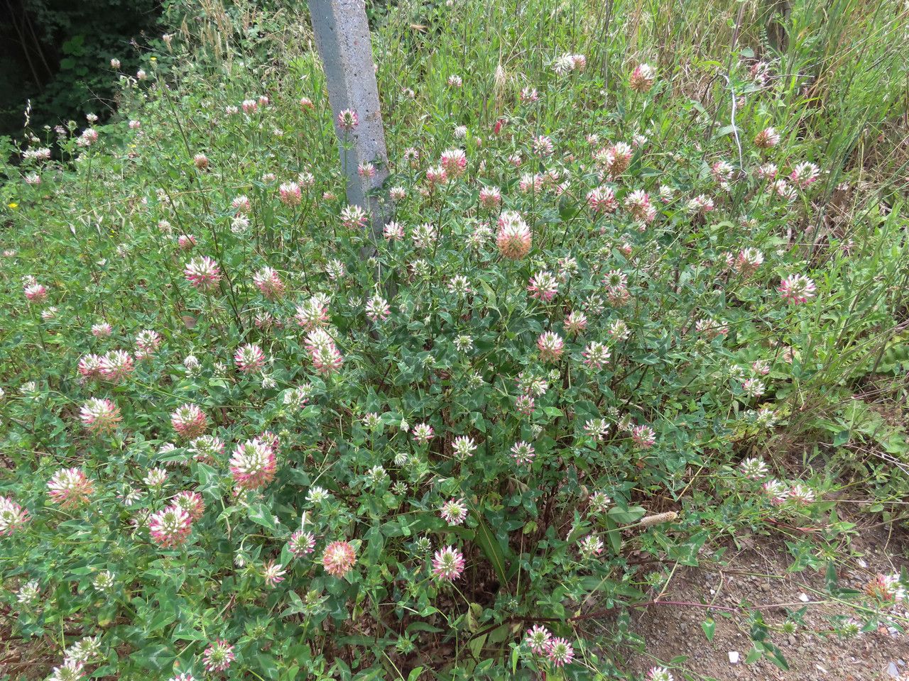 Trifolium vesiculosum habit