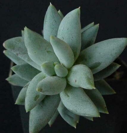 Pachyphytum coeruleum