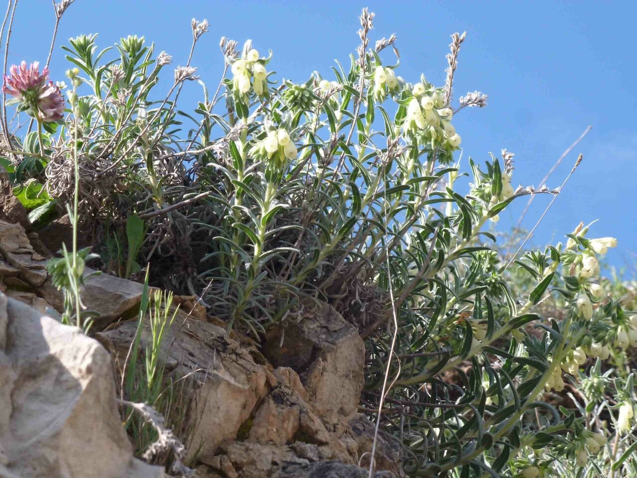 Onosma helvetica habit