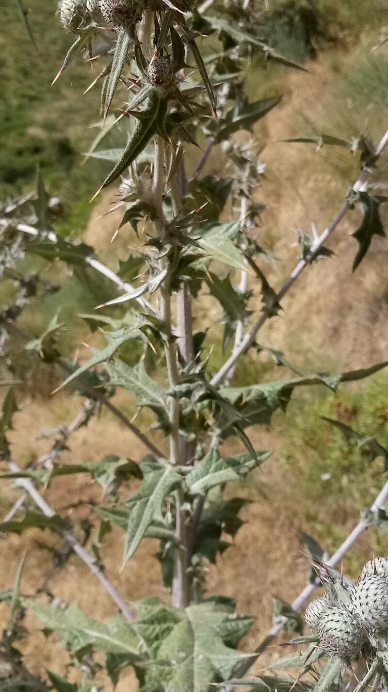 Cirsium scabrum leaf