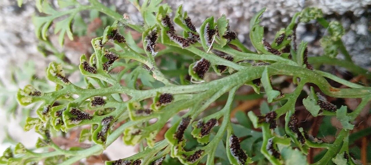 Asplenium ruta-muraria flower