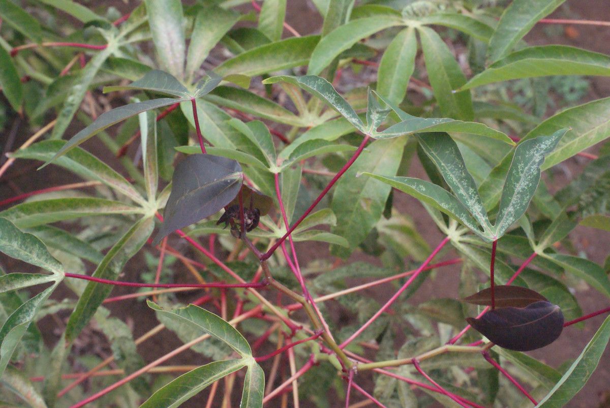Zanthoxylum punctatum habit
