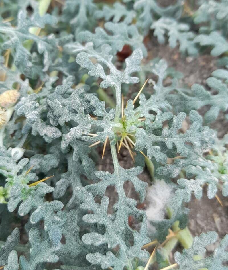 Xanthium ambrosioides — related species from the same genus