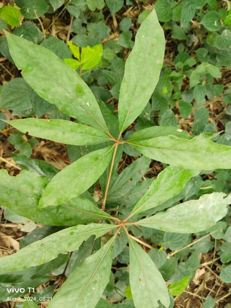 Actinodaphne angustifolia — related species from the same genus