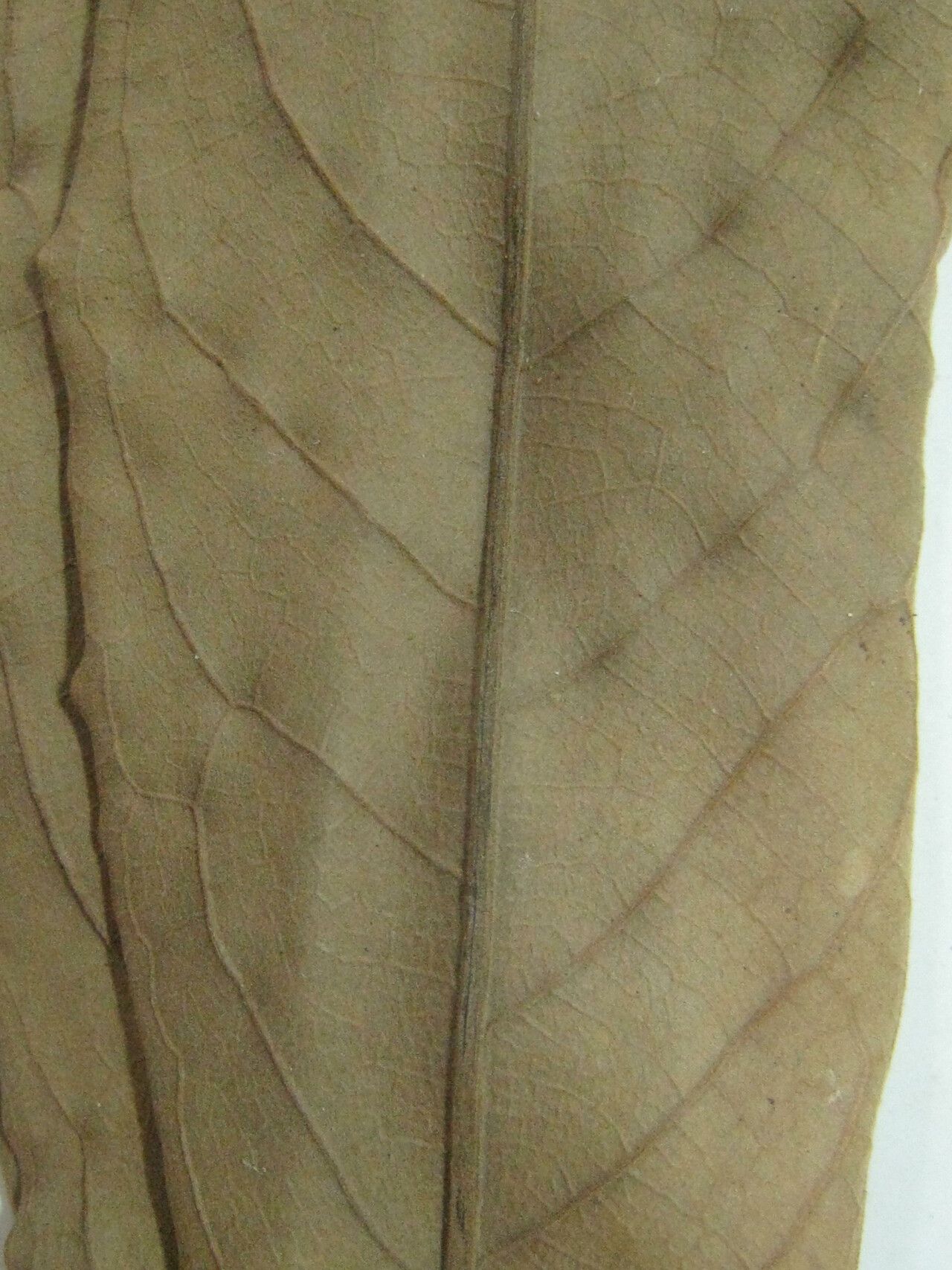 Aniba taubertiana other