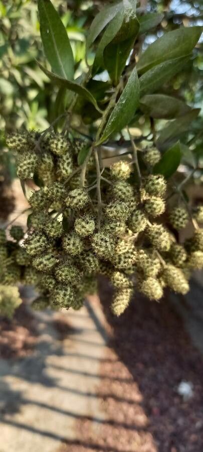 Conocarpus lancifolius fruit