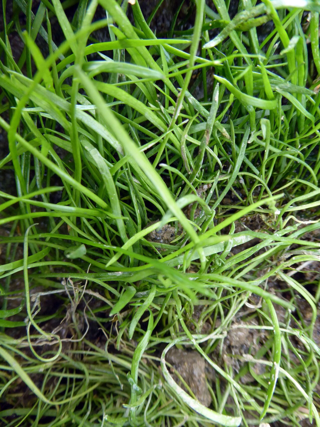 Lilaeopsis mauritiana — related species from the same genus