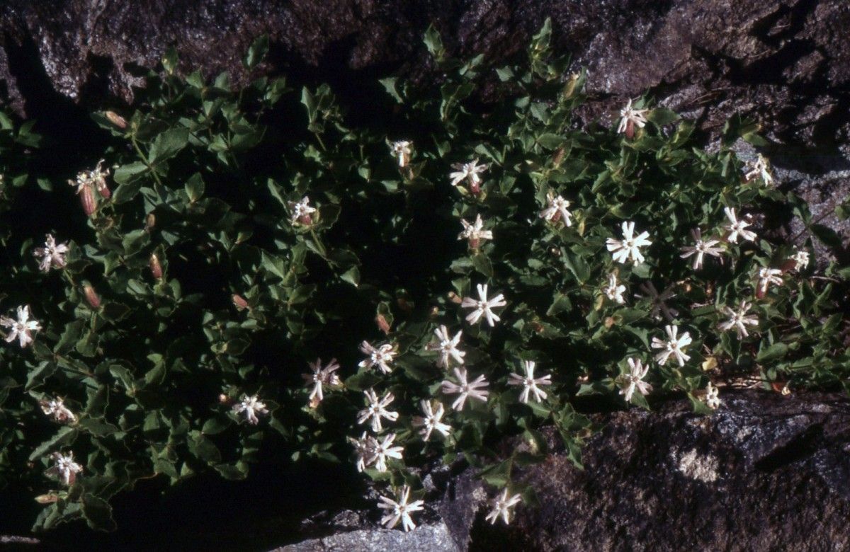 Silene cordifolia habit