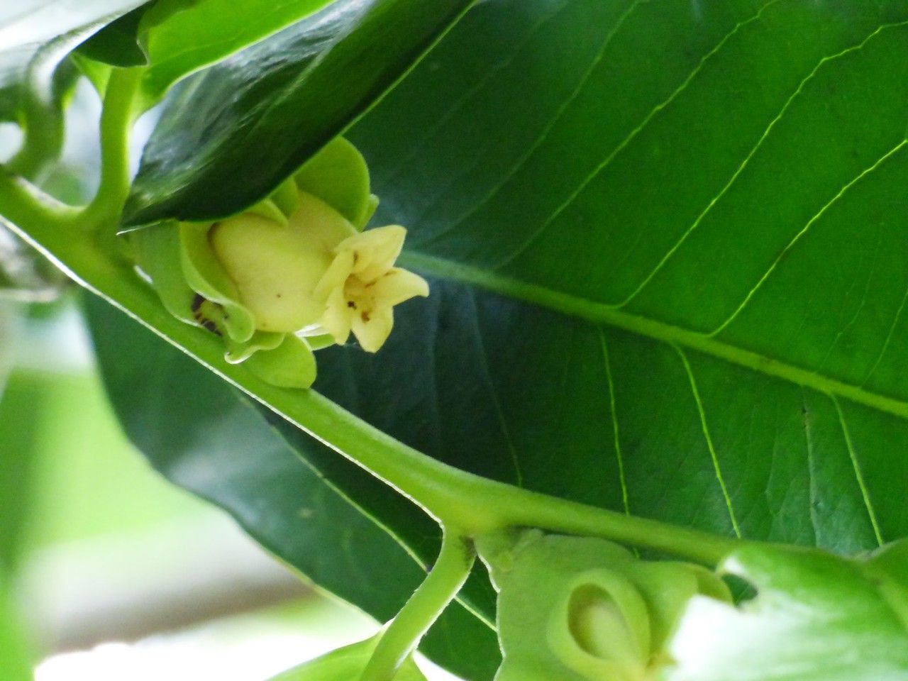 Diospyros nigra flower