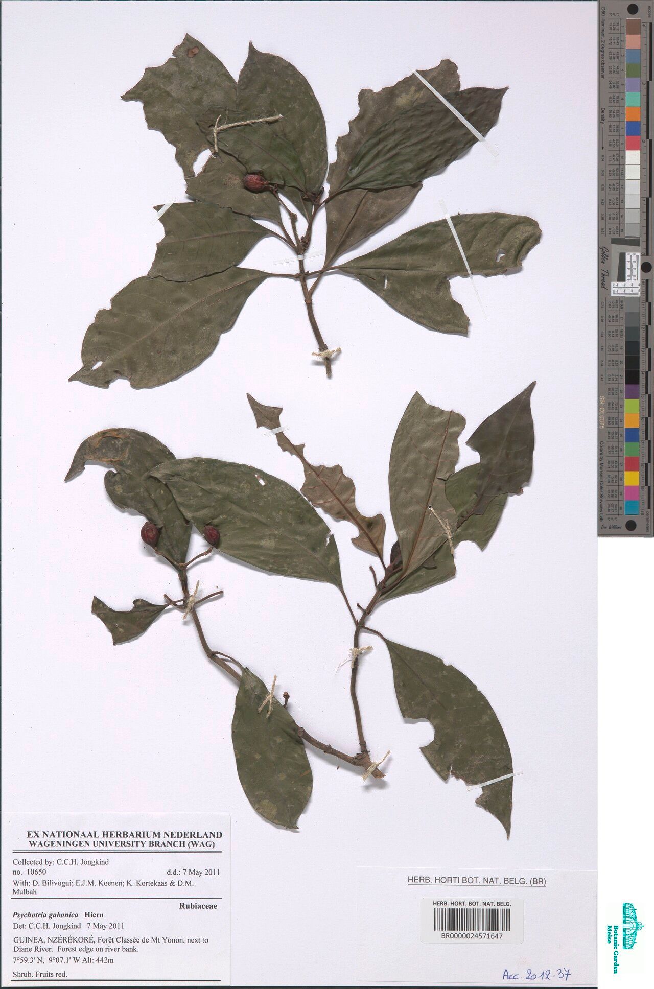 Psychotria gabonica — houseplant care guide