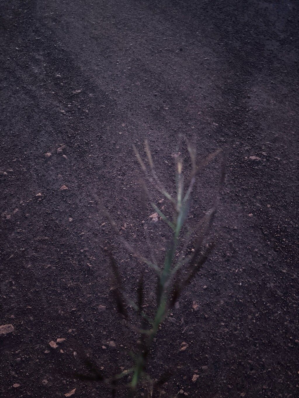 Hyparrhenia rufa — houseplant care guide