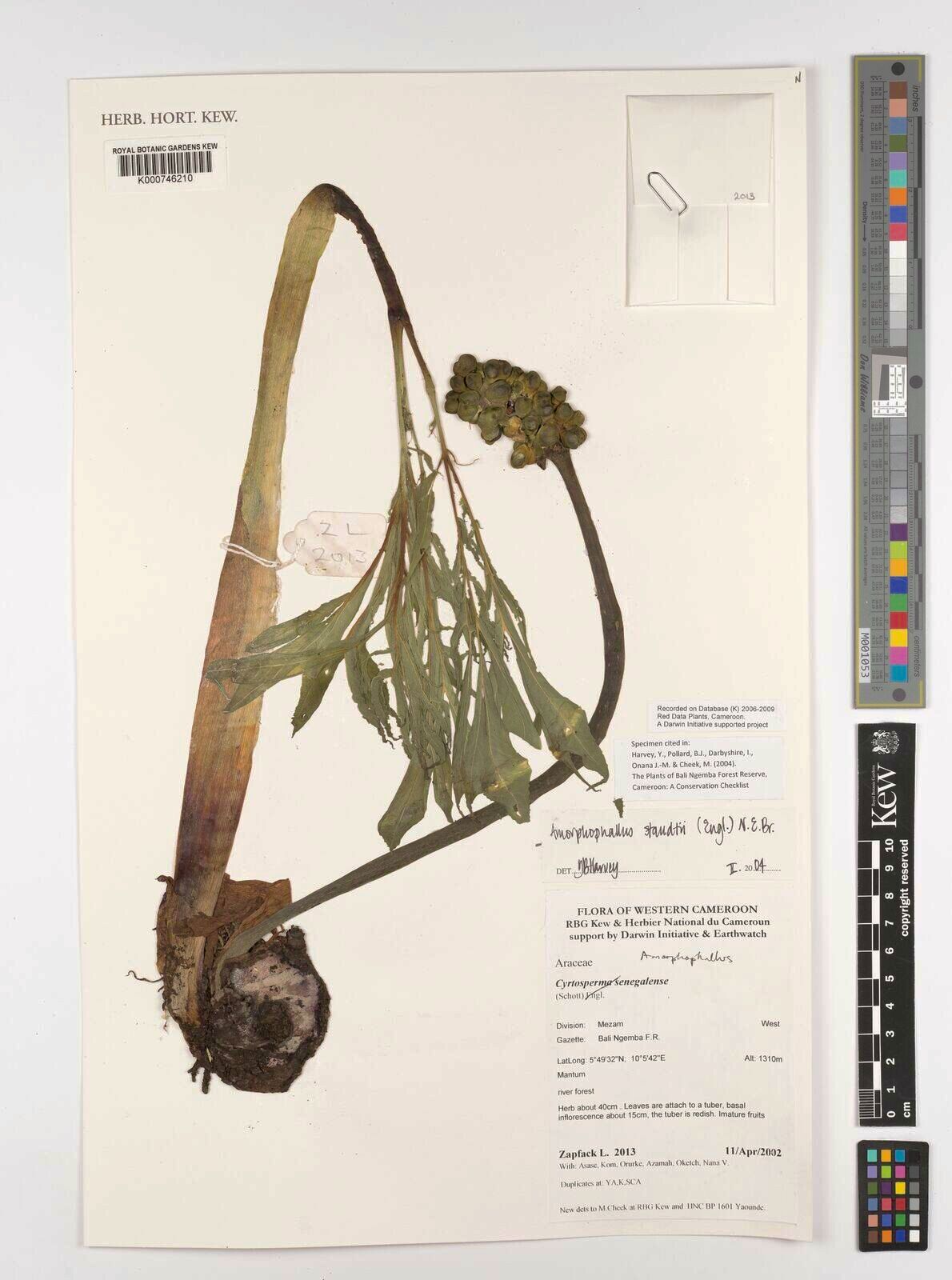Amorphophallus staudtii — search result for 'Amorphophallus'