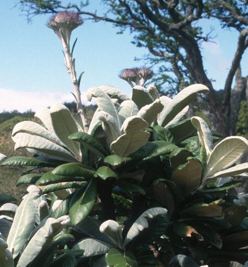 Oldenburgia grandis flower