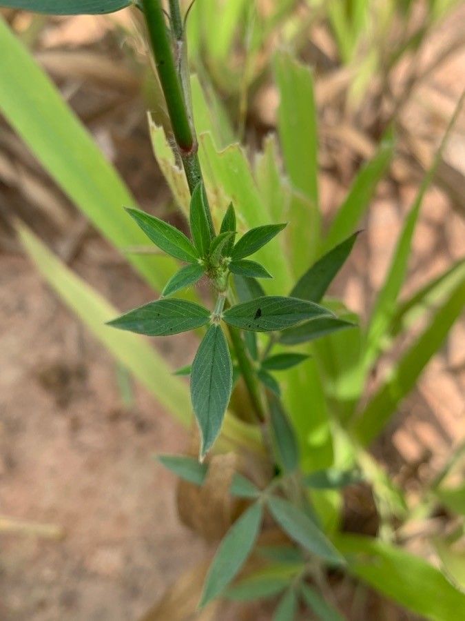 Stylosanthes guianensis leaf