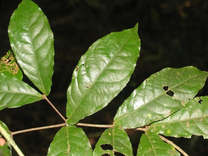 Rinorea neglecta habit
