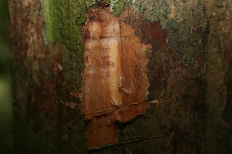 Couratari oblongifolia other