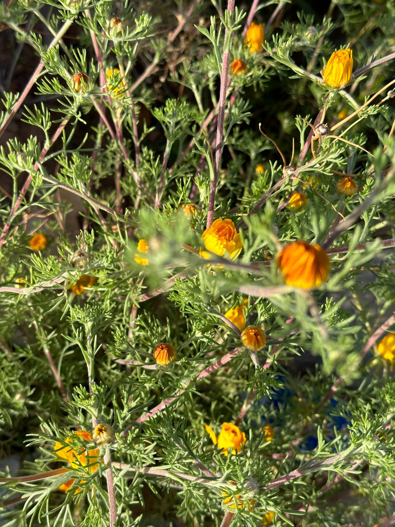 Cladanthus arabicus leaf