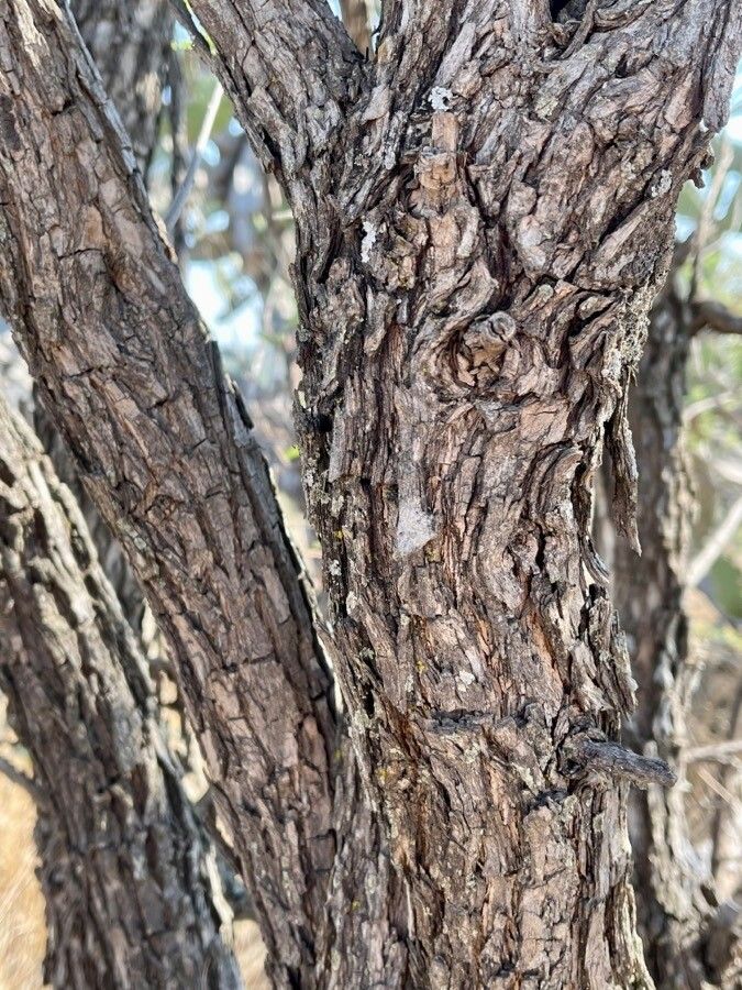 Eysenhardtia polystachya bark