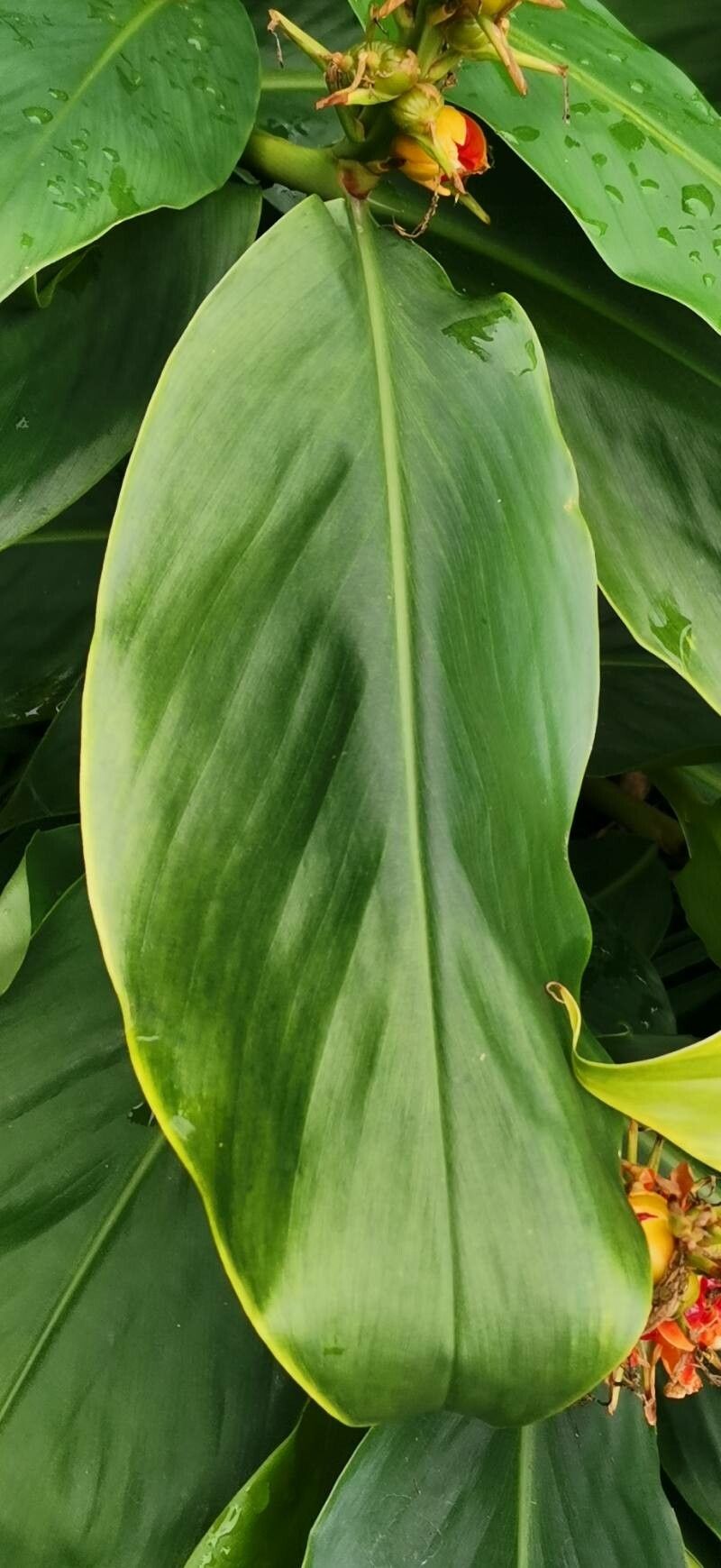 Roscoea praecox — related species from the same genus