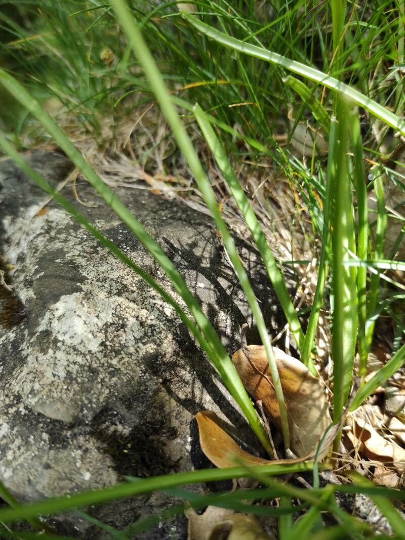 Brimeura amethystina — search result for 'Croatia'