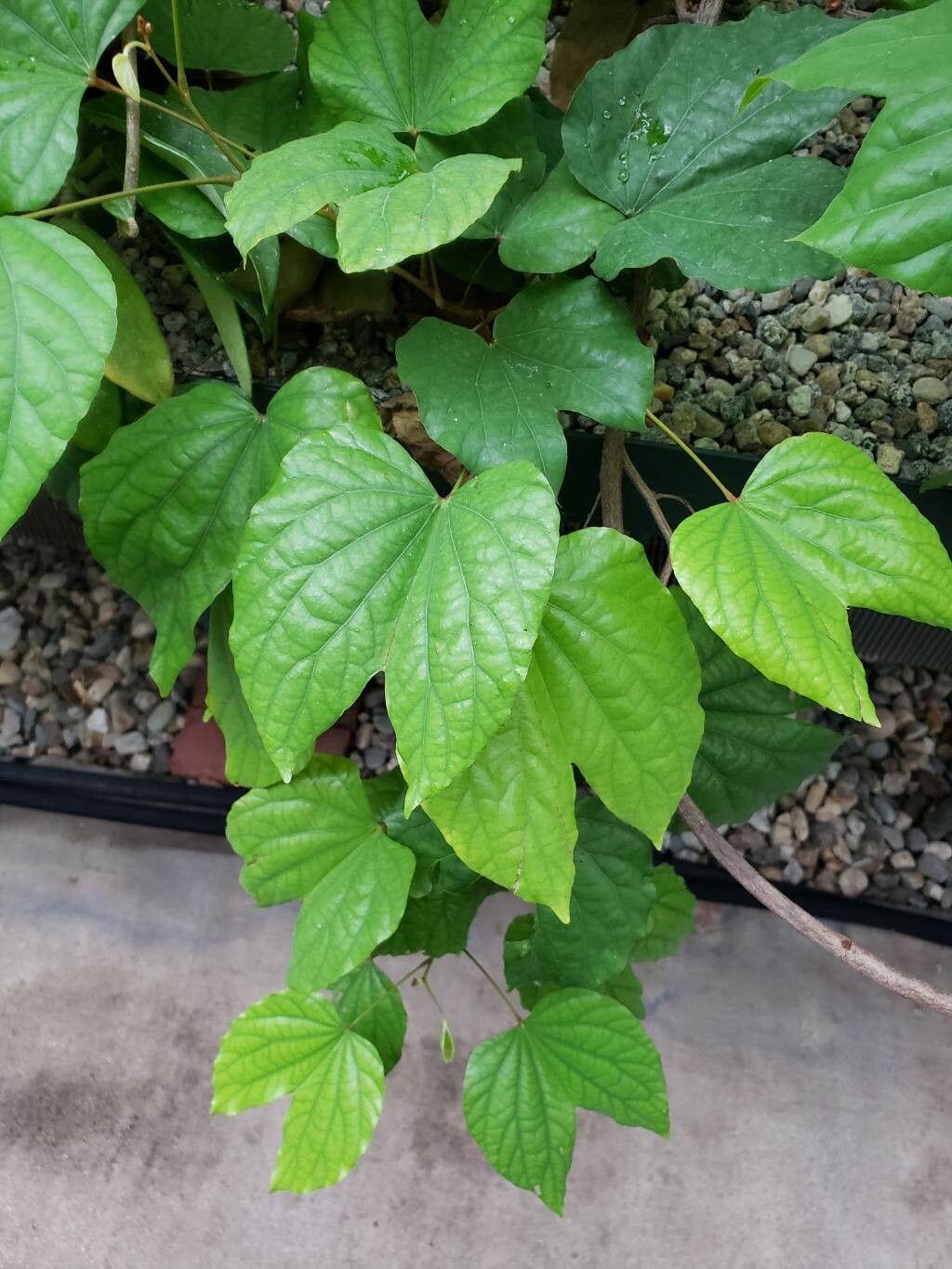 Phanera bidentata leaf