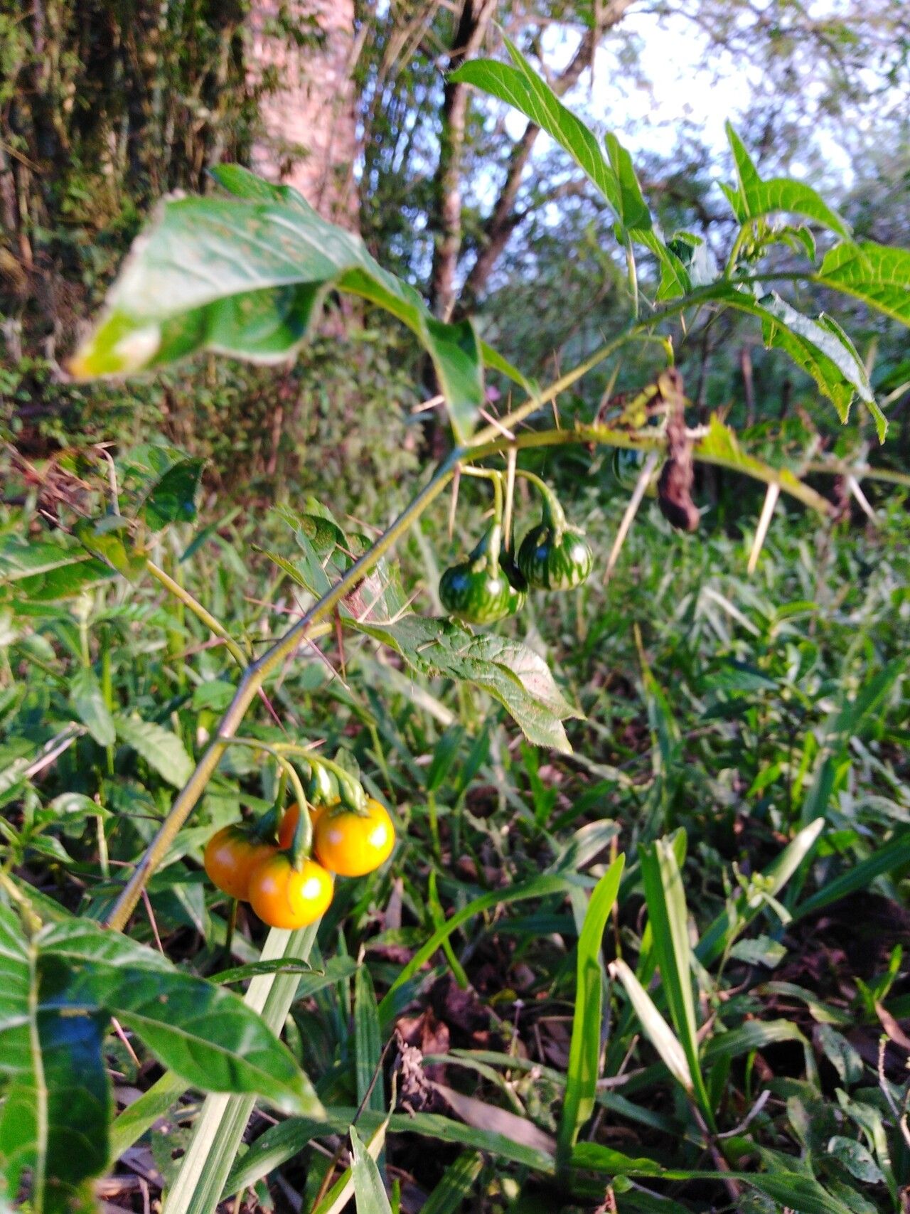 Solanum affine fruit
