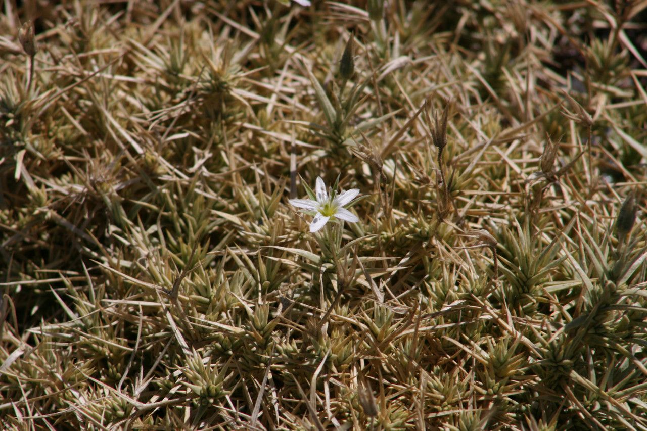 Arenaria pungens flower