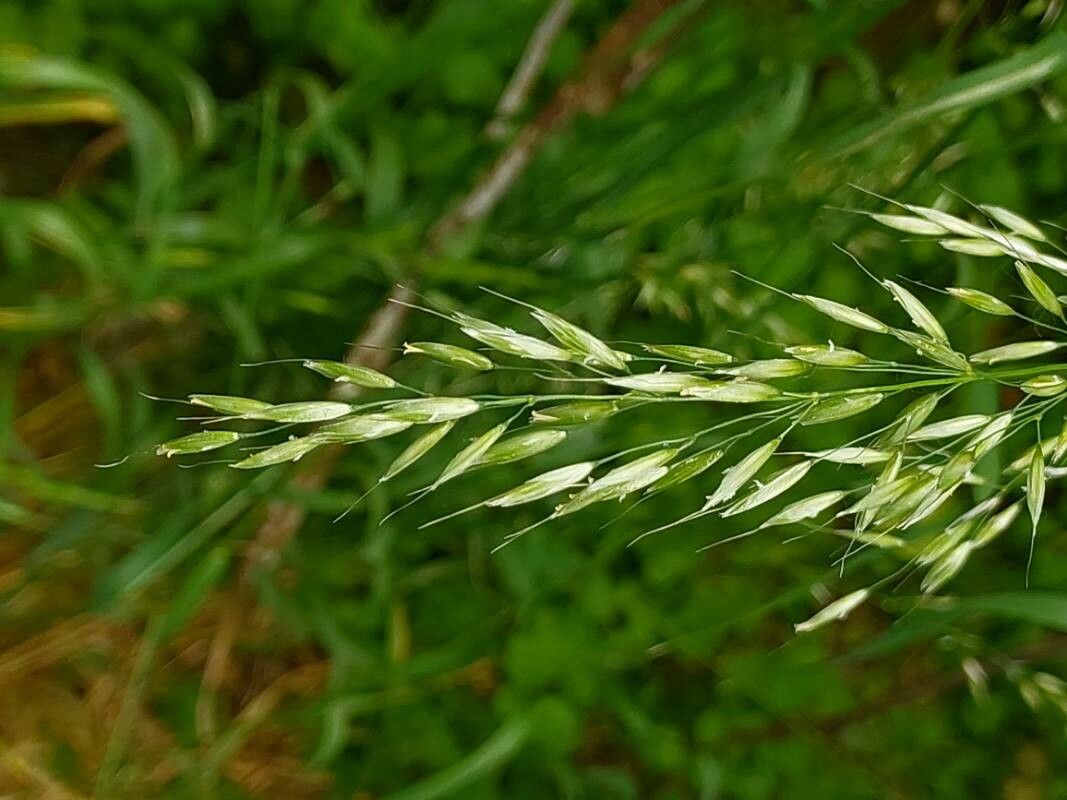 Arrhenatherum elatius flower
