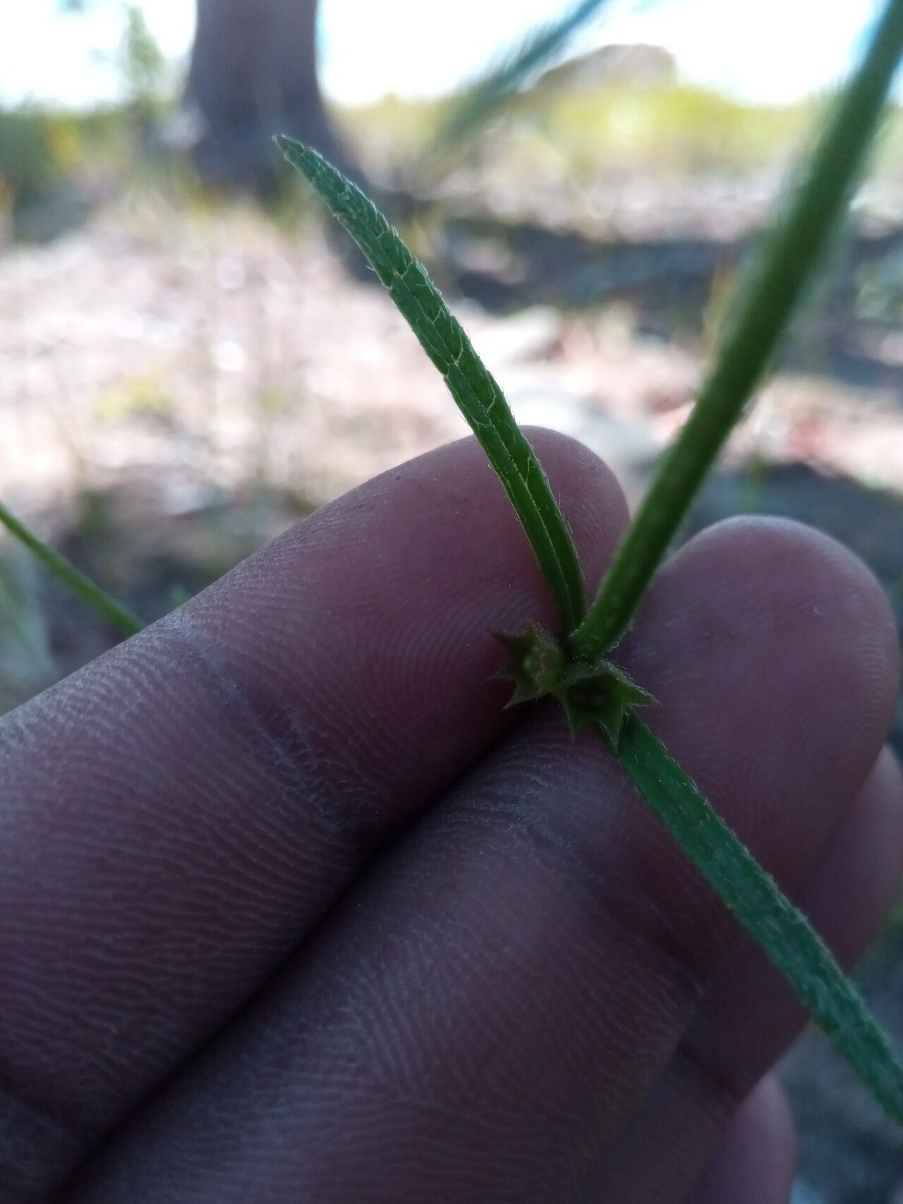 Stachys filifolia — search result for 'Stachys'